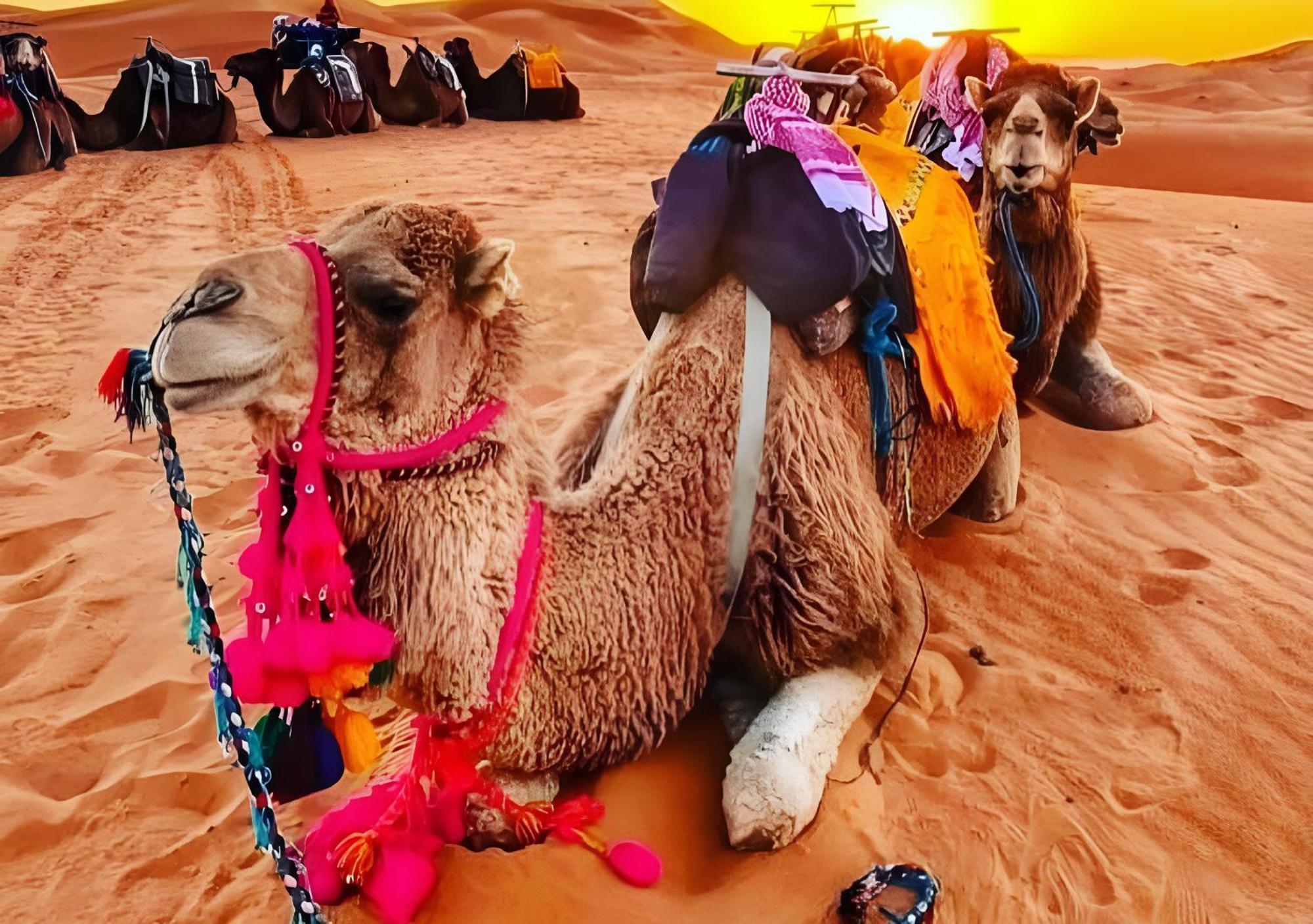 Merzouga Luxurious Tented Extérieur photo
